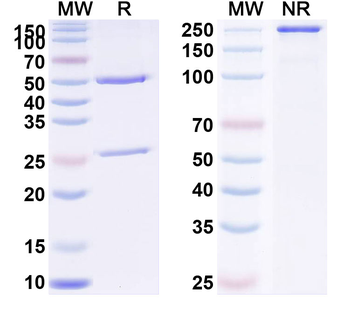 CD162/SELPLG/PSGL-1 Human Monoclonal Antibody