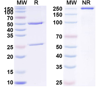 PGF/PlGF/PLGF Human Monoclonal Antibody