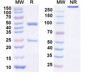 GDF15/MIC1 Human Monoclonal Antibody