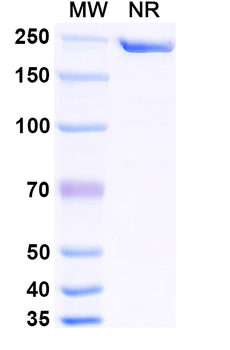 CD127/IL7R Human Monoclonal Antibody