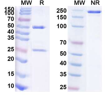 TNFa/TNF-alpha Human Monoclonal Antibody