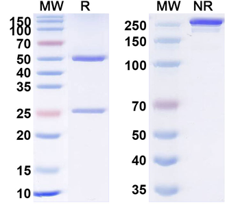 TNFa/TNF-alpha Human Monoclonal Antibody