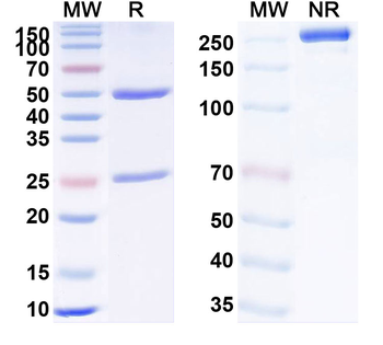 TNFa/TNF-alpha Human Monoclonal Antibody