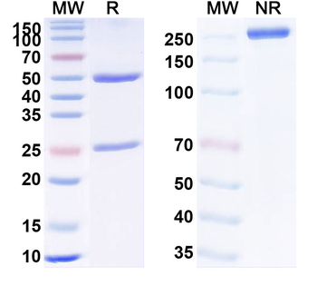 TNFa/TNF-alpha Human Monoclonal Antibody