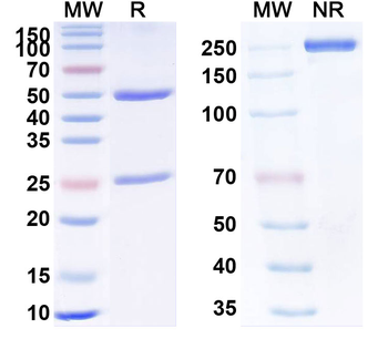 TNFa/TNF-alpha Human Monoclonal Antibody