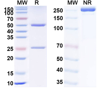 TNFa/TNF-alpha Human Monoclonal Antibody