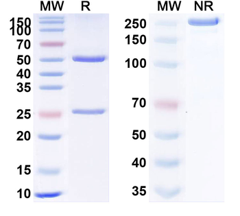 TNFa/TNF-alpha Human Monoclonal Antibody