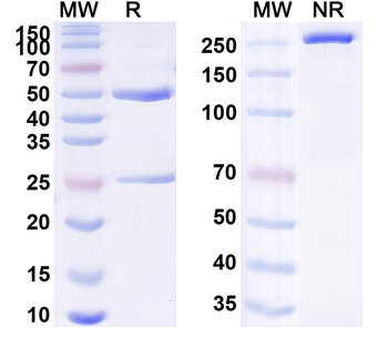 TFPI Human Monoclonal Antibody