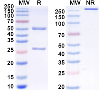 CD172a/SIRPA Human Monoclonal Antibody