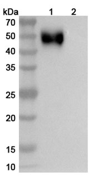 CD172a/SIRPA Human Monoclonal Antibody