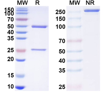 CD254/RANKL/TNFSF11 Human Monoclonal Antibody