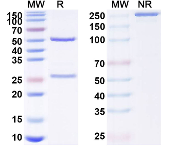 CD254/RANKL/TNFSF11 Human Monoclonal Antibody
