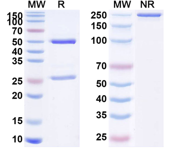 RBD Human Monoclonal Antibody