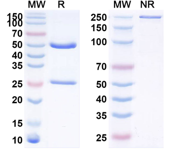 PRLR Human Monoclonal Antibody