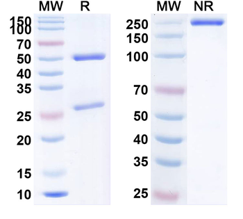 PCSK9 Human Monoclonal Antibody