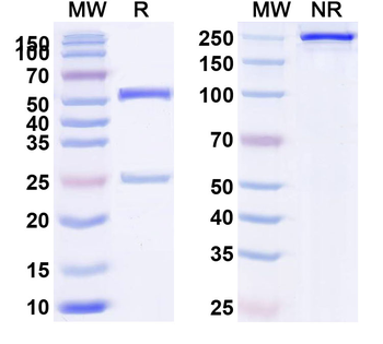 CD335/NCR1/NKp46 Human Monoclonal Antibody