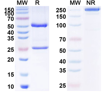 NECTIN4/PVRL4 Human Monoclonal Antibody