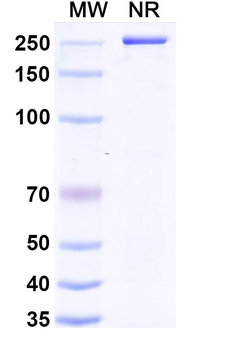 CD305/LAIR1 Human Monoclonal Antibody