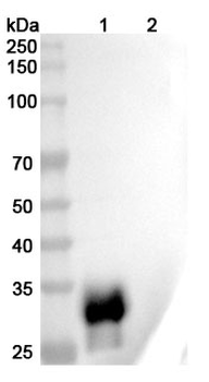 CD305/LAIR1 Human Monoclonal Antibody