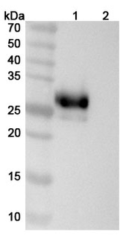 CD305/LAIR1 Human Monoclonal Antibody