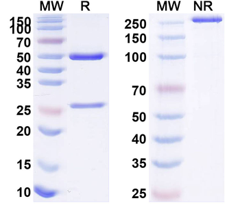 CD126/IL6R/IL-6RA Human Monoclonal Antibody