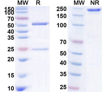 CD126/IL6R/IL-6RA Human Monoclonal Antibody