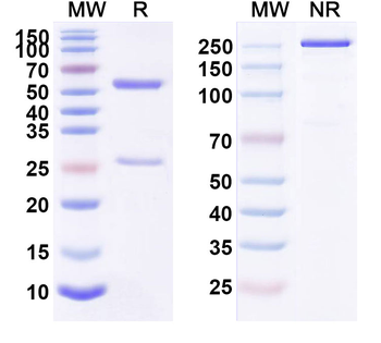 CD123/IL3RA Human Monoclonal Antibody