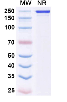 IL23A/IL-23p19 Human Monoclonal Antibody