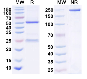 IL23A/IL-23p19 Human Monoclonal Antibody