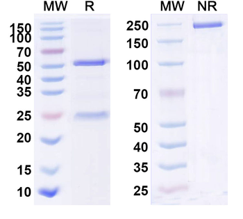 IL23A/IL-23p19 Human Monoclonal Antibody