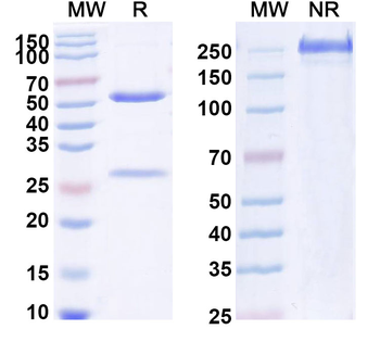 IL1A/IL1F1 Human Monoclonal Antibody