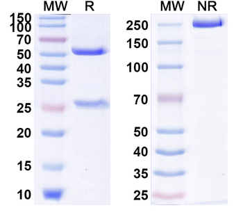 IL1RAP Human Monoclonal Antibody