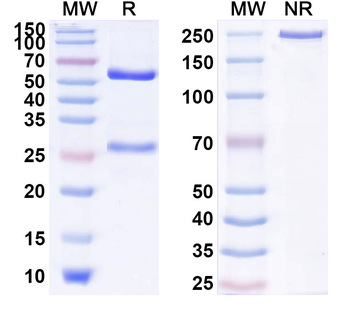 IL17RB Human Monoclonal Antibody