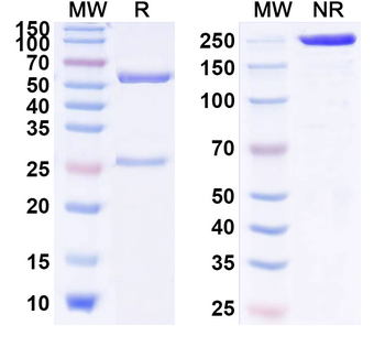 IL10 Human Monoclonal Antibody