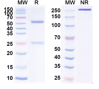 IL10 Human Monoclonal Antibody