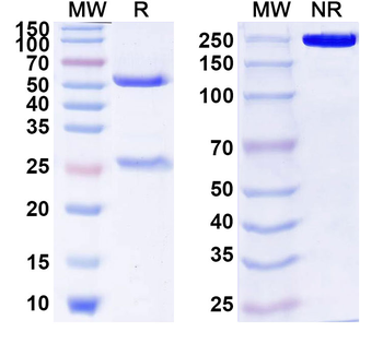 IAPP Human Monoclonal Antibody