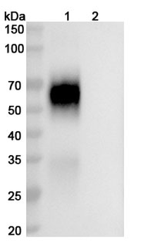 HCV NS1/Envelope glycoprotein E2 Human Monoclonal Antibody