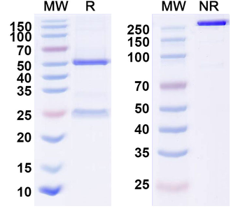 HCV NS1/Envelope glycoprotein E2 Human Monoclonal Antibody