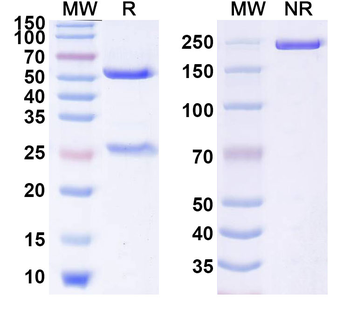 GITR/TNFRSF18 Human Antibody