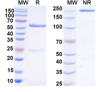 SARS-CoV-2 S2 Human Monoclonal Antibody