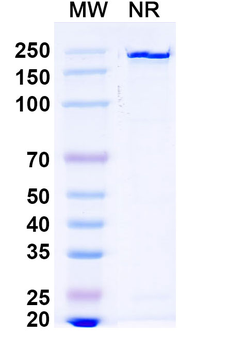 Arevirumab-3 Human Monoclonal Antibody