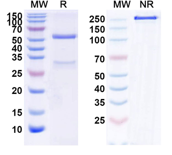 Neihulizumab Human Monoclonal Antibody
