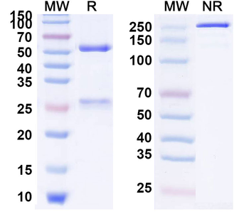 NTD Human Monoclonal Antibody