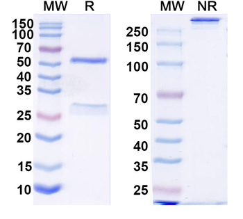 Teropavimab Human Monoclonal Antibody