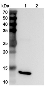 IL15 Human Monoclonal Antibody