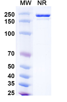 Clesrovimab Human Monoclonal Antibody