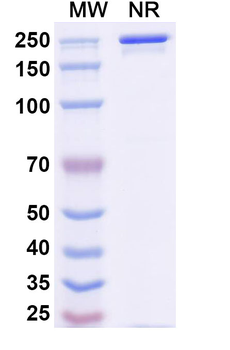 Avelumab Human Monoclonal Antibody