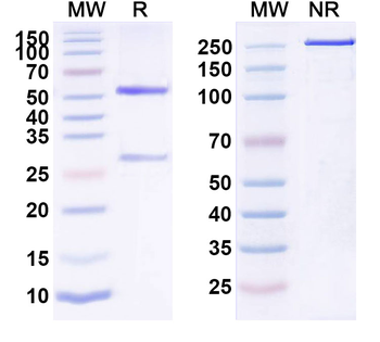 Pembrolizumab Human Monoclonal Antibody