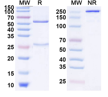 Alfa Chimeric Monoclonal Antibody