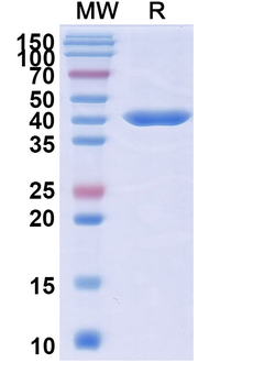 Sonelokimab Human Monoclonal Antibody